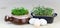 Reused kitchenware used for growing fresh cress and mustard salad greens with eggs on wooden background