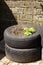 Reused tyres as potato planters