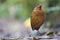 Reuzenmierpitta, Giant Antpitta, Grallaria gigantea