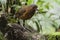 Reuzenmierpitta, Giant Antpitta, Grallaria gigantea