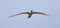 Reuzenstern, Caspian Tern, Hydroprogne caspia