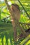 Reuzenuilnachtzwaluw, Papuan Frogmouth, Podargus papuensis