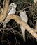 Reuzenuilnachtzwaluw, Papuan Frogmouth, Podargus papuensis