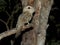 Reuzenuilnachtzwaluw, Papuan Frogmouth, Podargus papuensis