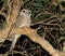 Reuzenuilnachtzwaluw, Papuan Frogmouth, Podargus papuensis