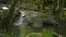 Reveal wonderful scenery of water stream flowing from cascade over the rocks through green plant under sunlight in fertile forest.