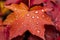 A reveals exquisite allure of autumn raindrops delicately adorn red maple leaves, epitomizing season's captivating