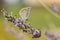 Reverdin`s blue butterfly, Plebejus argyrognomon,