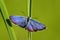 Reverdin`s Blue butterfly - Plebejus argyrognomon