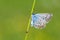 Reverdin`s Blue butterfly - Plebejus argyrognomon