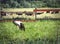 Reverence of a stork. Bird Stork walking through pasture.