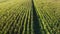 Reverse aerial shot above a green Wheat Field