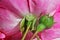 Reverse side of the flower of pink rose macro outdoor background