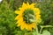 The reverse side of the sunflower with green leaves and yellow petals at the garden at autumn