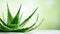 Revitalizing Aloe: Exquisite Background for Cosmetic Product Ads - Generative AI
