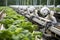 Revolutionizing agriculture robotic machines automating harvest assembly on modern farms