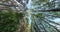 Revolve and rotate and Looking up into pinery forest. Trees growing in the sky