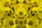 Reworked photo from Yellow Chrysanthemum flowers. Abstract photo