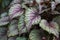 Rex begonia colorful leaves