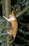 Rex Cornish Domestic Cat Climbing Tree Trunk