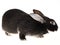 Rex Otter domestic rabbit, on white background
