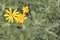 Rey-Leaved Euryops Euryops pectinatus