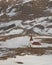 Reyniskirkja Church near Vik, Iceland