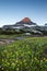 Reynolds Mountain over wildflower field at Logan Pass, Glacier N