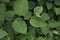 Reynoutria japonica plants in bloom