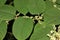 Reynoutria japonica, synonyms Fallopia japonica, Japanese Knotweed