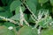 Reynoutria white flowers and leaves