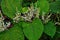 Reynutriya Bohemian Reynoutria japonica Houtt. Reynoutria sachalinensis