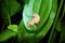 Rhacophorus appendiculatus , The frilled tree frog