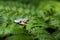 Rhacophorus bipunctatus Double-spotted Tree frog, Orange-webbed