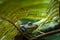Rhacophorus feae Feas Tree Frog ,Tree Frog on Large Palm Leaf