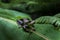 Rhacophorus feae Feas Tree Frog ,Tree Frog on Large Palm Leaf