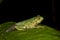 Rhacophorus pseudomalabaricus or Gliding frog Tadpole seen at Munnar,Kerala,India