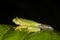 Rhacophorus pseudomalabaricus or Gliding frog Tadpole seen at Munnar,Kerala,India