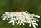 Rhagonycha fulva