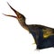 Rhamphorhynchus Pterosaur Head
