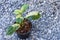 Rhaphidophora puberula variegated in the pot