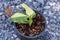 rhaphidophora puberula variegated in the pot