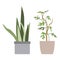 Rhaphidophora, Sansevieria. House plant in flower pot. Home gardening. Hand drawn vector illustration in flat cartoon style