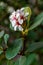 Rhaphiolepis indica (Indian Hawthorn), white-pink flowers on a background of green leaves