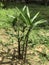 Rhapis or Rhapis humillis blume or Slender lady palm.