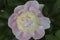 Rhapsody japanese pink  flower peony lactiflora in summer garden, close-up