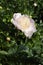 Rhapsody japanese pink  flower peony lactiflora in summer garden, close-up