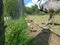 Rhea chicks with parent