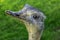 Rhea known as nandu - South American ostrich