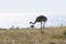 Rhea, La Pampa, Argentina